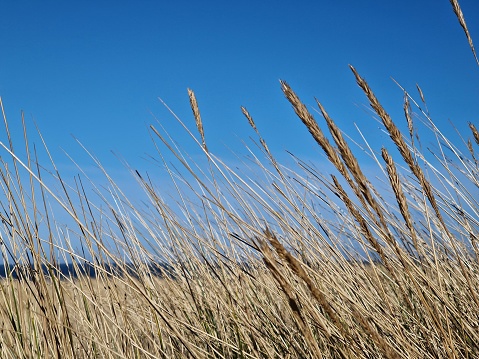 Marram grass and blue sky
