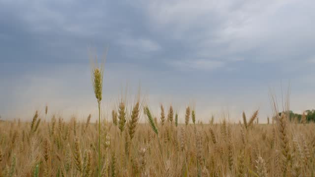 Wheat ears close-up swinging in the wind. Farmer's wheat field of grain crops. Agricultural industry. Wheat field