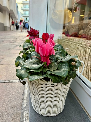 Baskets of magenta color Cyclamen flowers next to the fashion shop in El Medano, Tenerife, Canary Islands, Spain, lifestyle, no people