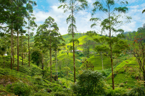 Tea plantations. Nuwara Eliya. Sri Lanka.
