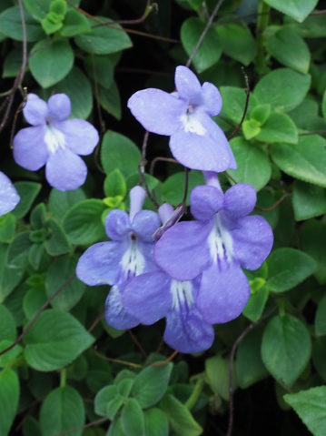 Streptocarpus saxorum, called the False African Violet, is a plant that has various benefit for health