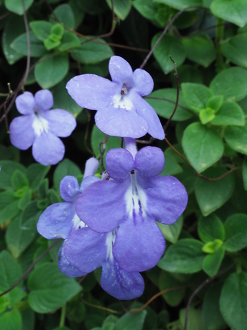 Streptocarpus saxorum, called the False African Violet, is a plant that has various benefit for health