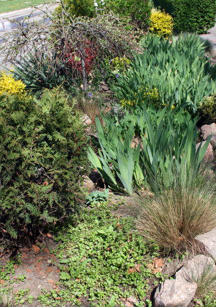 Progettazione di giardini fioriti - foto stock