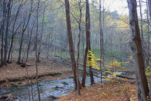 istock Landscape with a river in an autumn forest 2125704020