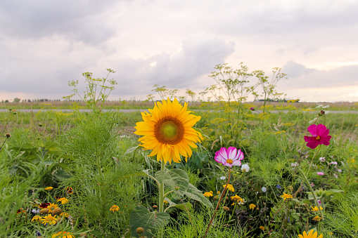 a field margin with different wild flowers as sunflower and cosmos in the countryside in summer