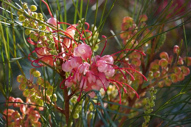 Grevillea flowers Grevillea pink flowers, in the spring grevillea juniperina stock pictures, royalty-free photos & images