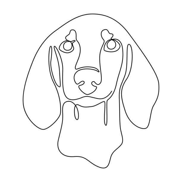 ilustrações de stock, clip art, desenhos animados e ícones de one continuous line drawing dachshund short-haired vector image. single line minimal style dog breed portrait. cute puppy black linear sketch isolated on white background. graphic drawing. - dachshund dog white background hunting dog