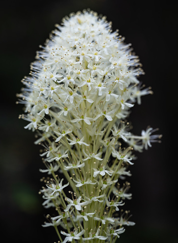 Close Up of Bear Grass Blooms In Mount Rainier National Park