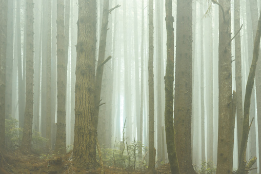 Eerie Fog Settles Over Varied Tree Trunks in Redwood Forest