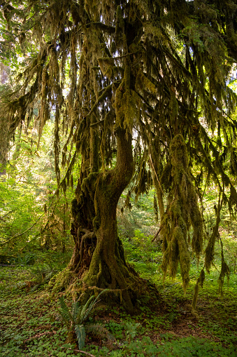 Gnarly Moss Covered Tree Sits In Open Area Of Hoh Rainforest in Olympic