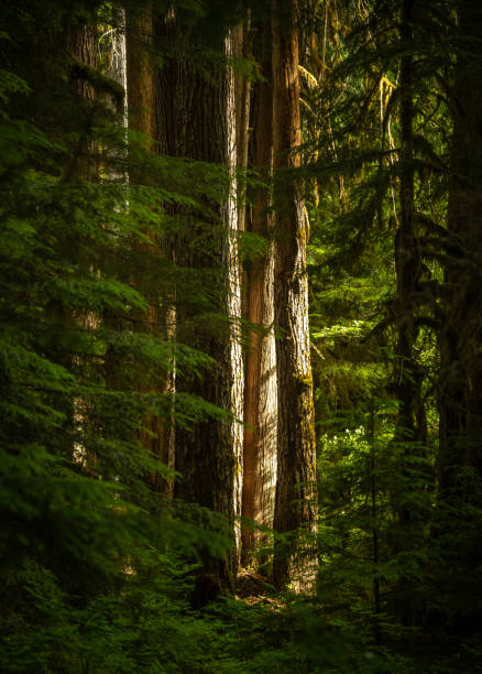 istock Grove Of Pines Glow In Warm Sunlight 2125776395