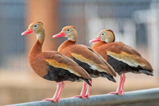 Free picture: red, bellied, tree, duck