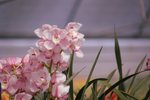 Beautiful variety of Cymbidium Orchids in full bloom