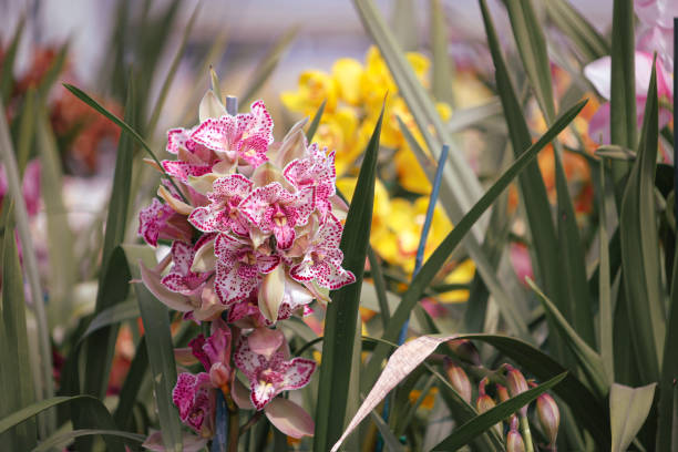 Orchid family is a diverse family of flowering plants, with colorful and often fragrant flowers. It is said that they are one of the two largest families of flowering plants with more than twenty thousand species.