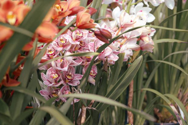 Cymbidium isolated on a pale yellow background.