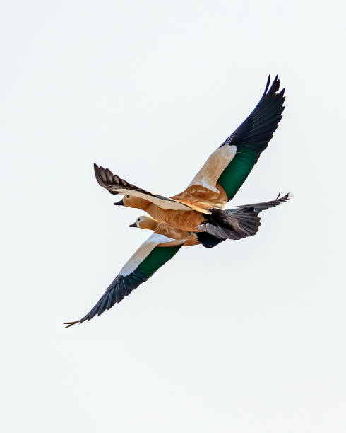 istock Birds in Action: A Pair of Ruddy shelduck in sky. 2125820482