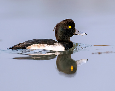 Closeup of a tufted duck, Aythya fuligula, swimming on a lake in Gajoldoba, West Bengal, India.