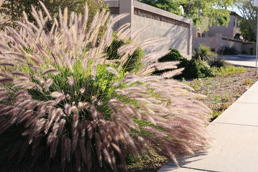 Backlit shot of dense and robust clumping Fountain grass often growing in residential roadside verges