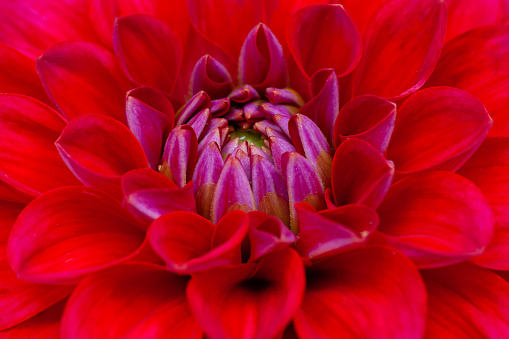 Top/side view macro close-up of a part of a ball shaped red Dahlia flower head with shallow DOF, focus is on the purplish stamen