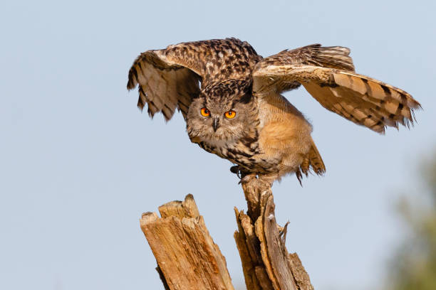 istock Eurasian eagle-owl portrait, taking off from a bark 2125834501