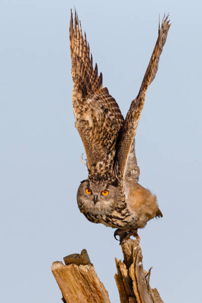 istock Eurasian eagle-owl portrait, taking off from a bark 2125834502