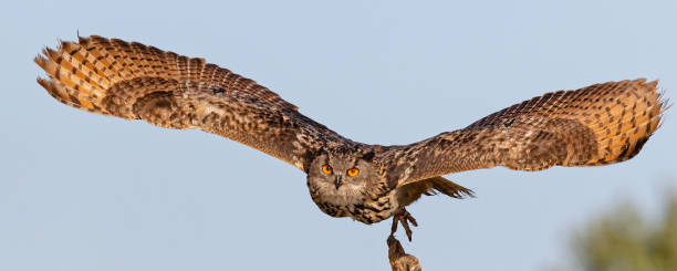 istock Eurasian eagle-owl hunting, flying towards the camera 2125834503