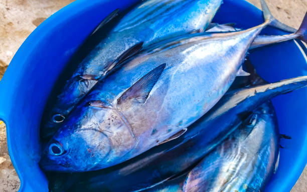 Freshly caught fish on the market texture pattern in Mexico.