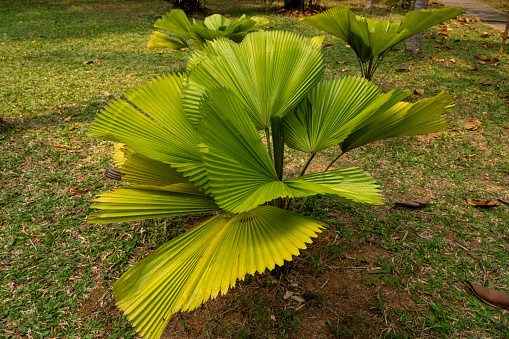 Tropical plant fan palm