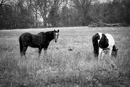 Farmer with draft horse foal. 1935. Wellman, Iowa, USA. Scanned film with grain.