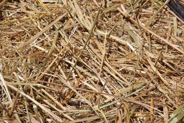 istock Texture of dry straw, used for animals. 2125889957
