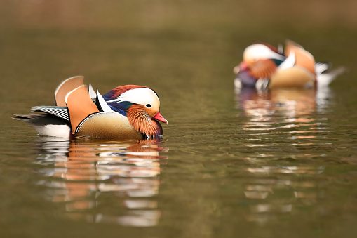 Male Mandarin Ducks Floating On Water\n\nPlease view my portfolio for other wildlife photos.