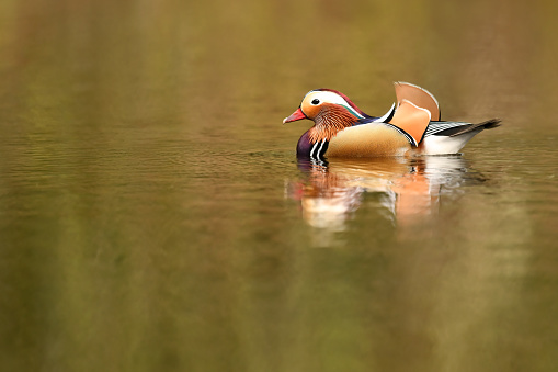 Male Mandarin Duck Floating On Water\n\nPlease view my portfolio for other wildlife photos.