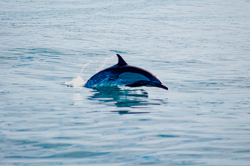 Dolphin jumps in and out of the water as they travel alongside boats