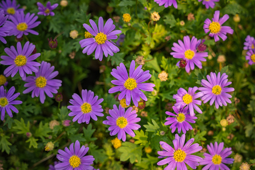 Purple aster flower for background.  A close-up of a purple floral background- daisies. A close-up image of a beautiful autumn-blooming purple aster amellus, the European flower of Michael the daisy.