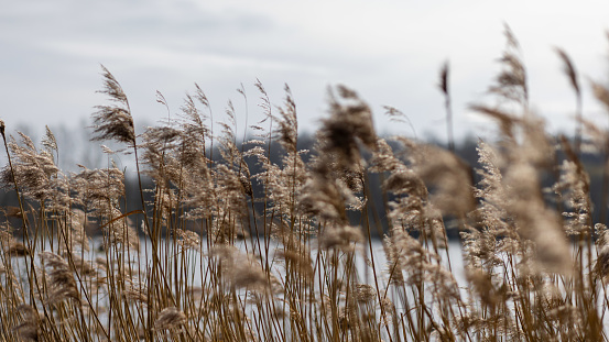 Wolfsburg, Germany - Mar 1st 2024: Golden reeds are growing near lake Allersee in German city Wolfsburg.