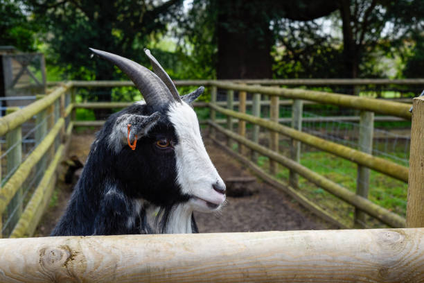 Young black and white haired billy goat with horns and a beard