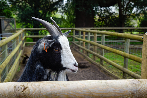 Goats enjoy the sun in the enclosure