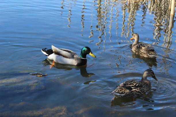 istock Ducks swimming in a pond 2125917276