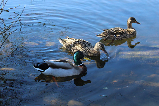 Three ducks swimming in a row in a crystal clear reservoir pond, with rocks in shallows appearing through the ripples in the water