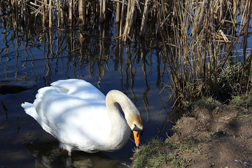 Majestic white swan foraging for food on a reservoir pond edge in Scotland