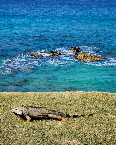 Lizard on shore with water
