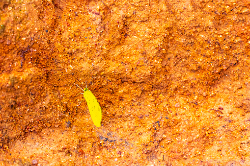 Tropical yellow butterflies butterfly insect insects on the ground and rock stones in Chiang Mai Amphoe Mueang Chiang Mai Thailand in Southeastasia Asia.