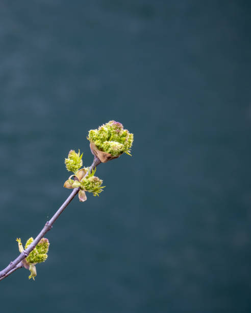 istock Green spring bud on branch over blue water 2125961811