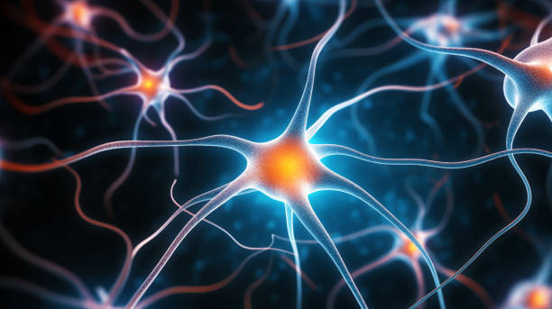 istock Neurons Brain Cell Nerves Illustration 2125985440