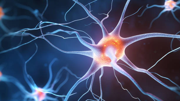 istock Neurons Brain Cell Nerves Illustration 2125985450