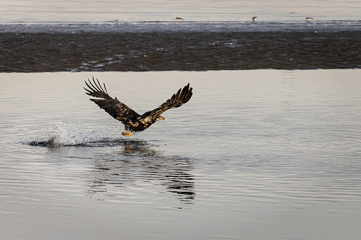 The bald eagle is an opportunistic feeder which subsists mainly on fish, which it swoops down upon and snatches from the water with its talons.