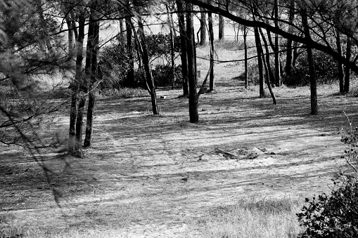 black and white photograph of the end of the forest on the beach