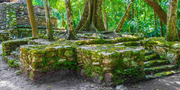 Ancient Mayan site with temple ruins pyramids and artifacts in the tropical natural jungle forest palm trees and walking trails in Muyil Chunyaxche Quintana Roo Mexico.