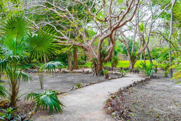 istock Tropical jungle plants trees walking trails Muyil Mayan ruins Mexico. 2126001400