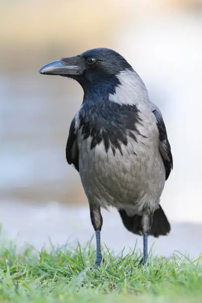 hooded crow on green lawn (Corvus corone cornix)